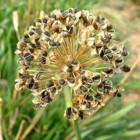 韭菜种植视频教程_韭菜种法视频_红韭菜怎么种植技术视频