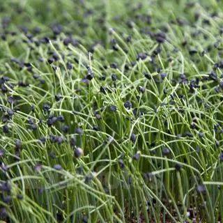 韭菜种植视频教程_韭菜种法视频_红韭菜怎么种植技术视频