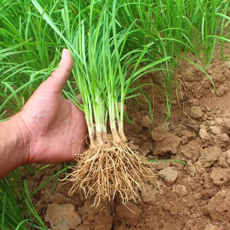 红韭菜怎么种植技术视频_韭菜种植视频教程_韭菜种法视频