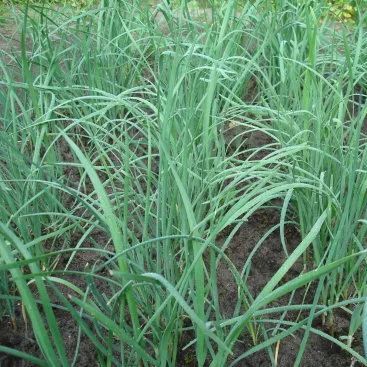 韭菜种法视频_韭菜种植视频教程_红韭菜怎么种植技术视频