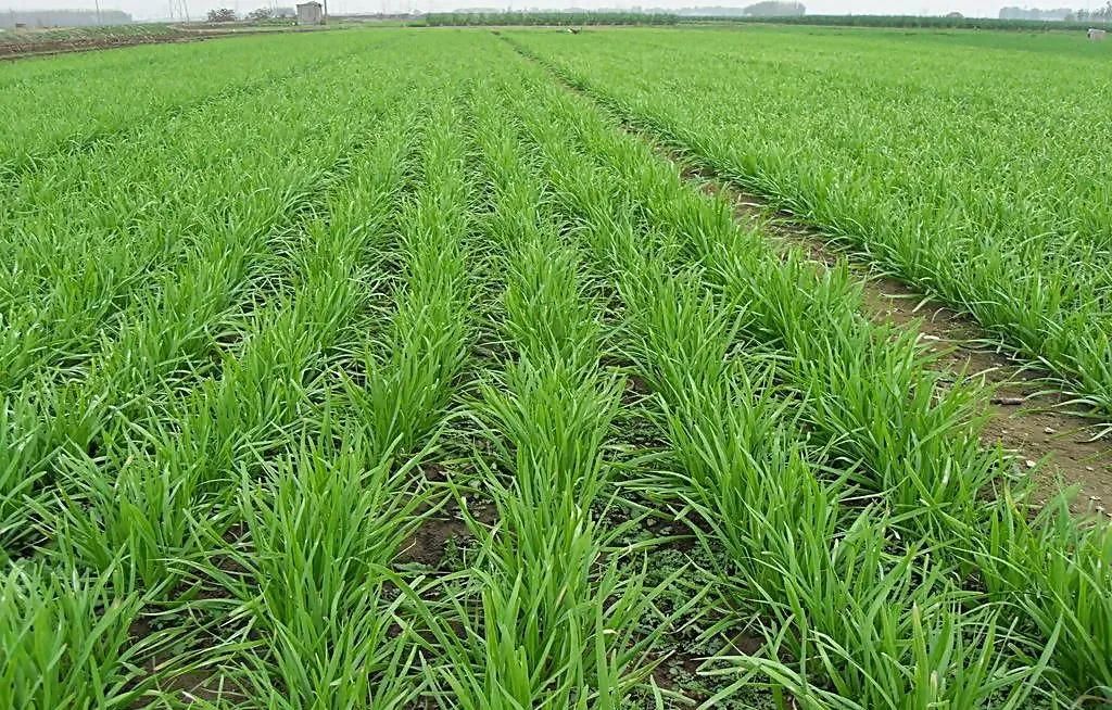 红韭菜怎么种植技术视频_韭菜种植视频教程_韭菜种法视频