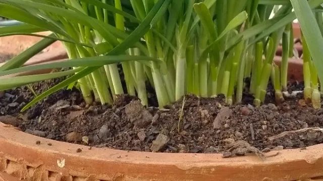 韭菜种法视频_韭菜种植视频教程_红韭菜怎么种植技术视频