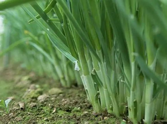 韭菜种法视频_红韭菜怎么种植技术视频_韭菜种植视频教程