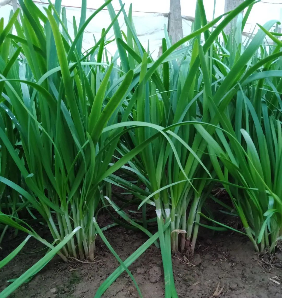 韭菜种植视频教程_韭菜种法视频_红韭菜怎么种植技术视频