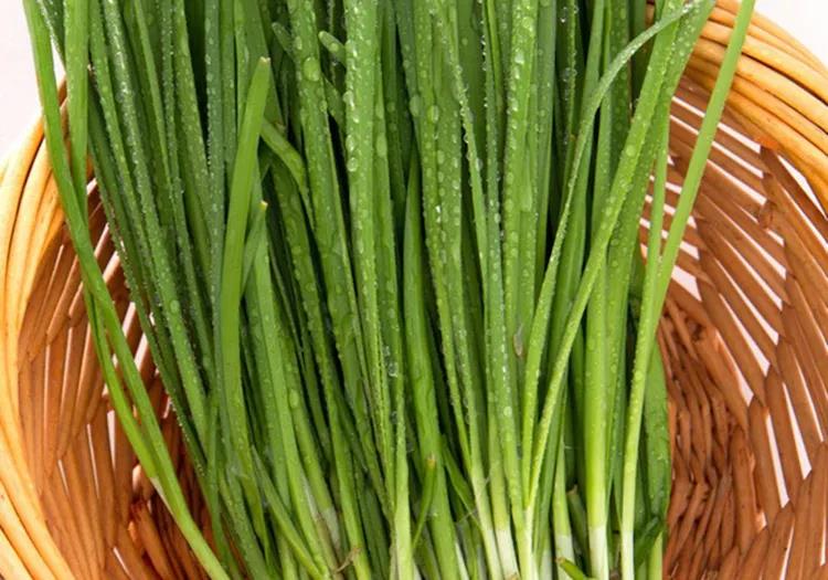 韭菜种植视频教程_红韭菜怎么种植技术视频_韭菜种植视频播放