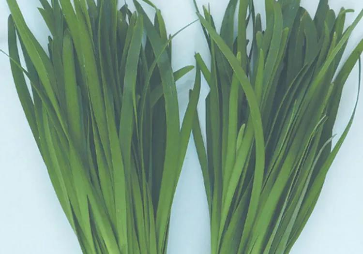 韭菜种植视频教程_红韭菜怎么种植技术视频_韭菜种植视频播放