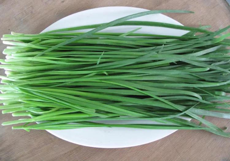 韭菜种植视频教程_红韭菜怎么种植技术视频_韭菜种植视频播放