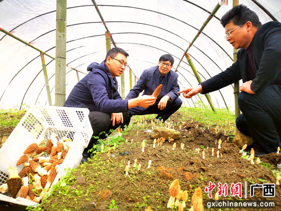 致富经羊肚菌养殖技术_致富经羊肚菌2018种植视频_羊肚菌致富经