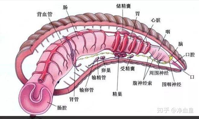 水蛭养殖成功案例_水蛭养殖致富经栏目视频_致富经2012水蛭养殖