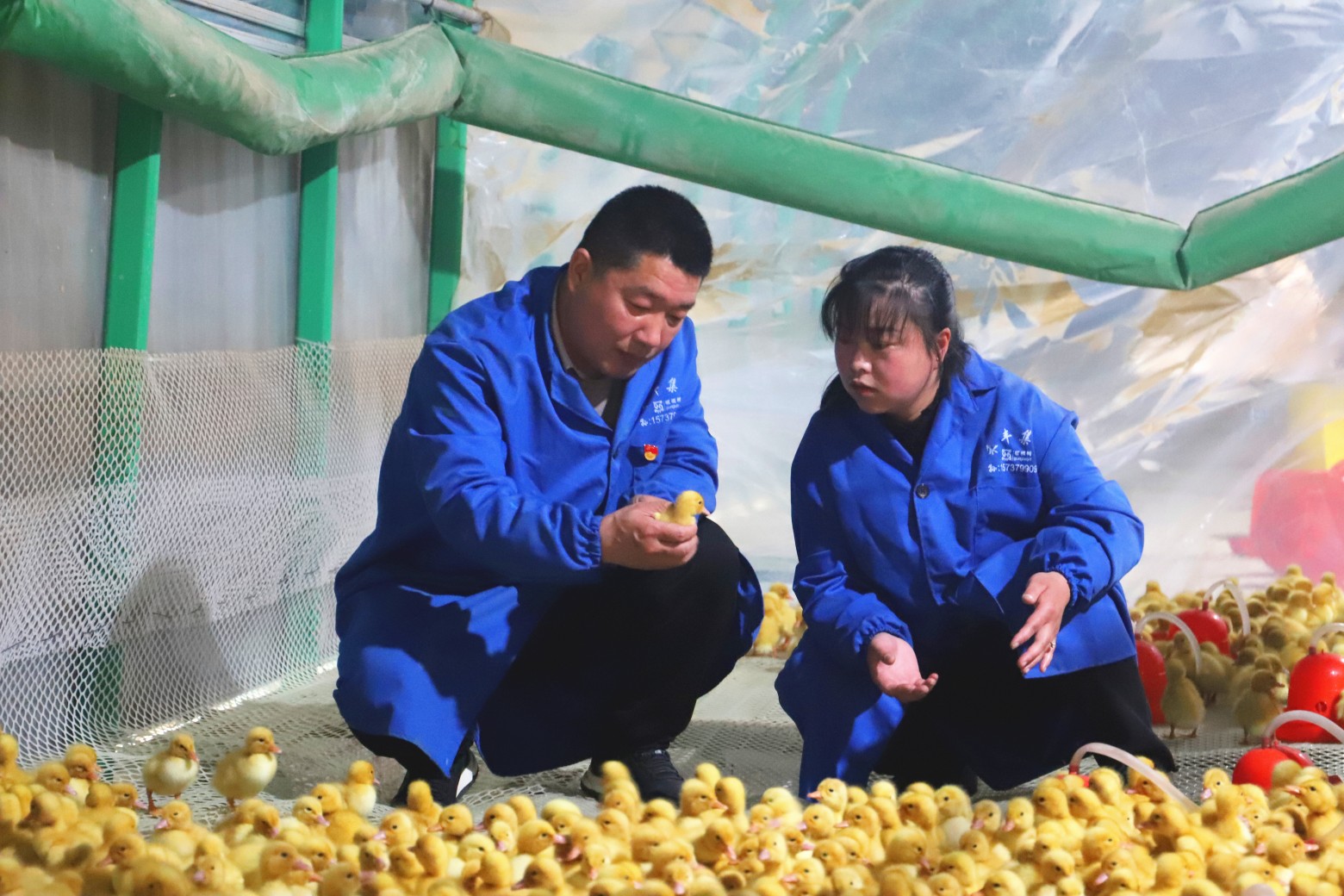 荒山养殖什么最好_致富经荒山养殖_荒山养猪致富视频