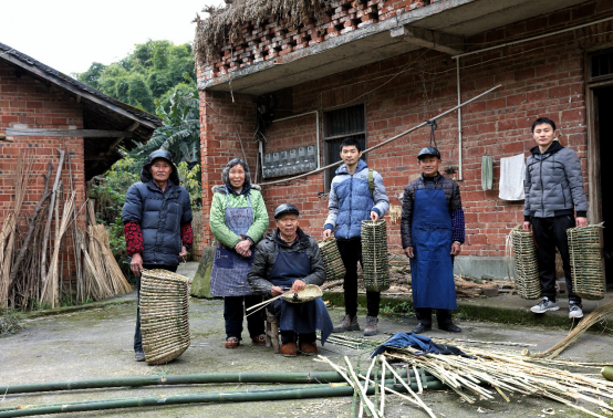 竹子种植致富视频_视频致富竹子种植图片_种竹子的视频