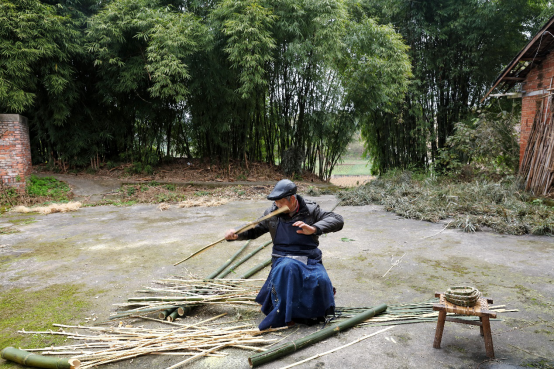 种竹子的视频_视频致富竹子种植图片_竹子种植致富视频