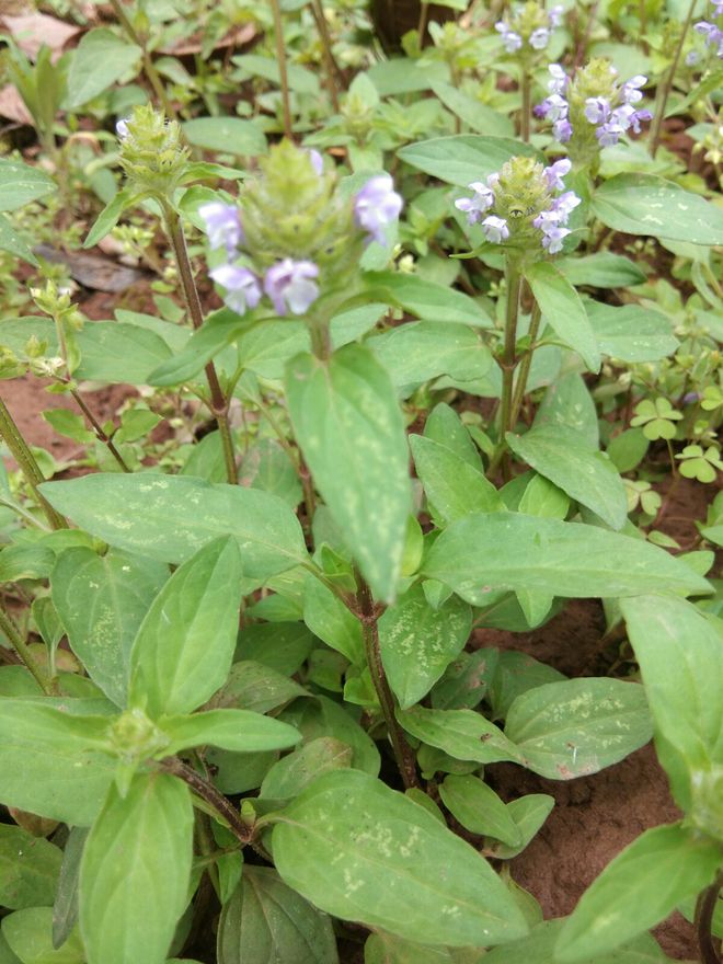 湖北大别山道地药材夏枯草 - 菊花绿色高效轮作栽培模式研究