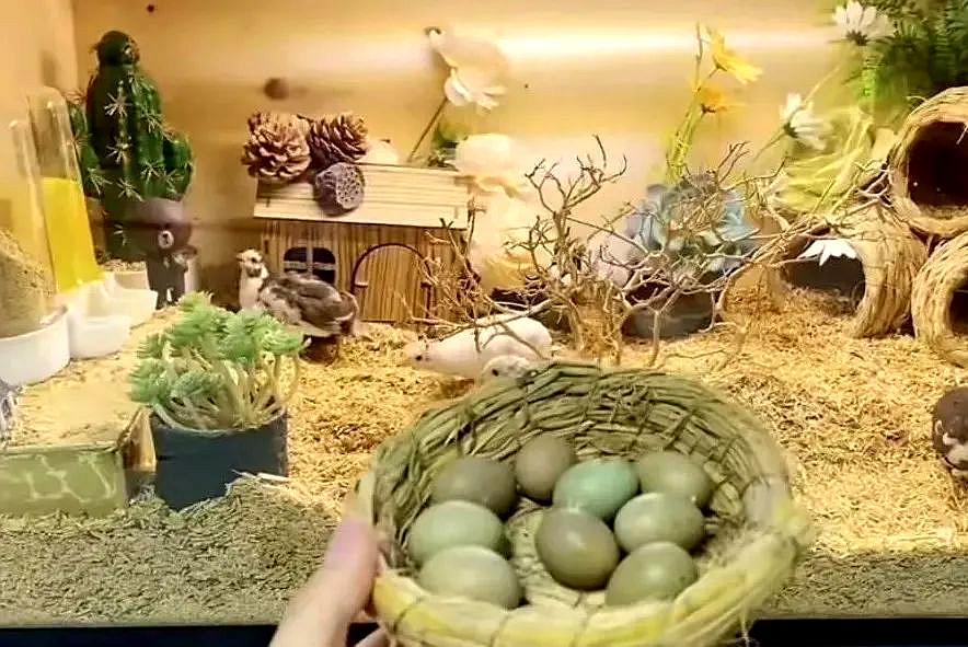 蓝胸鹌鹑保护动物_蓝胸鹌鹑的饲养管理_致富经蓝胸鹑养殖视频