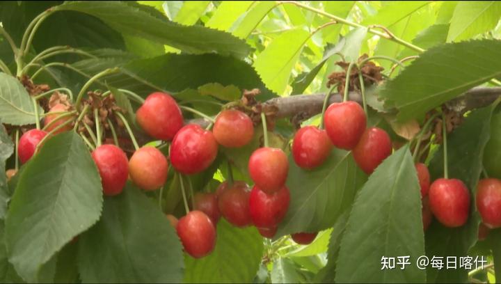 种植铁针樱桃致富_致富种植铁针樱桃视频_针叶樱桃铁含量