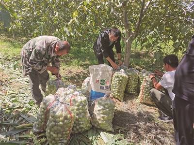 灵石县：核桃成就农民致富梦