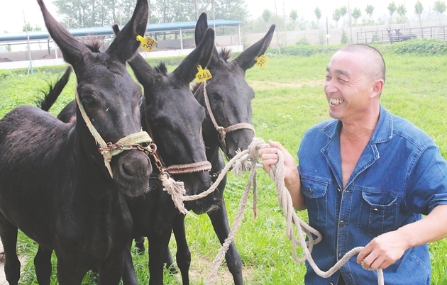 东阿阿胶养驴_致富经养驴阿胶_驴阿胶的功效与作用