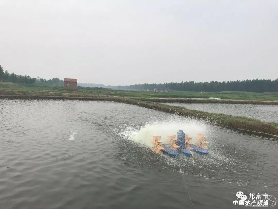 养殖白虾需要注意什么_白虾的养殖技术_养殖白虾视频教程