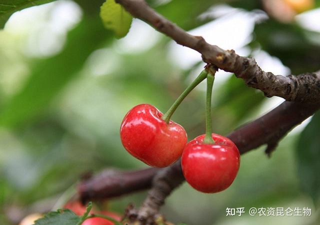 致富种植铁针樱桃怎么样_致富种植铁针樱桃视频_种植铁针樱桃致富