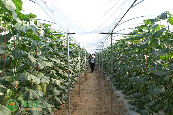 国家重点种植致富项目_种植致富新项目_致富好项目种植