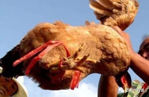 养殖致富案例_养殖致富新骗局_养殖致富经