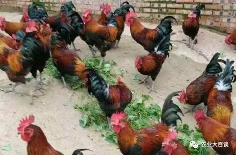 养殖致富经_养殖致富新骗局_养殖致富案例