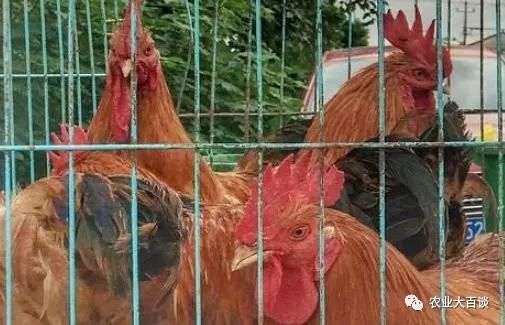 养殖致富案例_养殖致富经_养殖致富新骗局