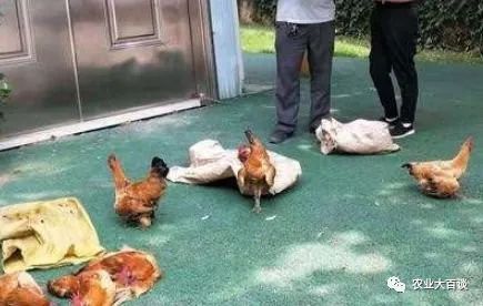 养殖致富经_养殖致富新骗局_养殖致富案例