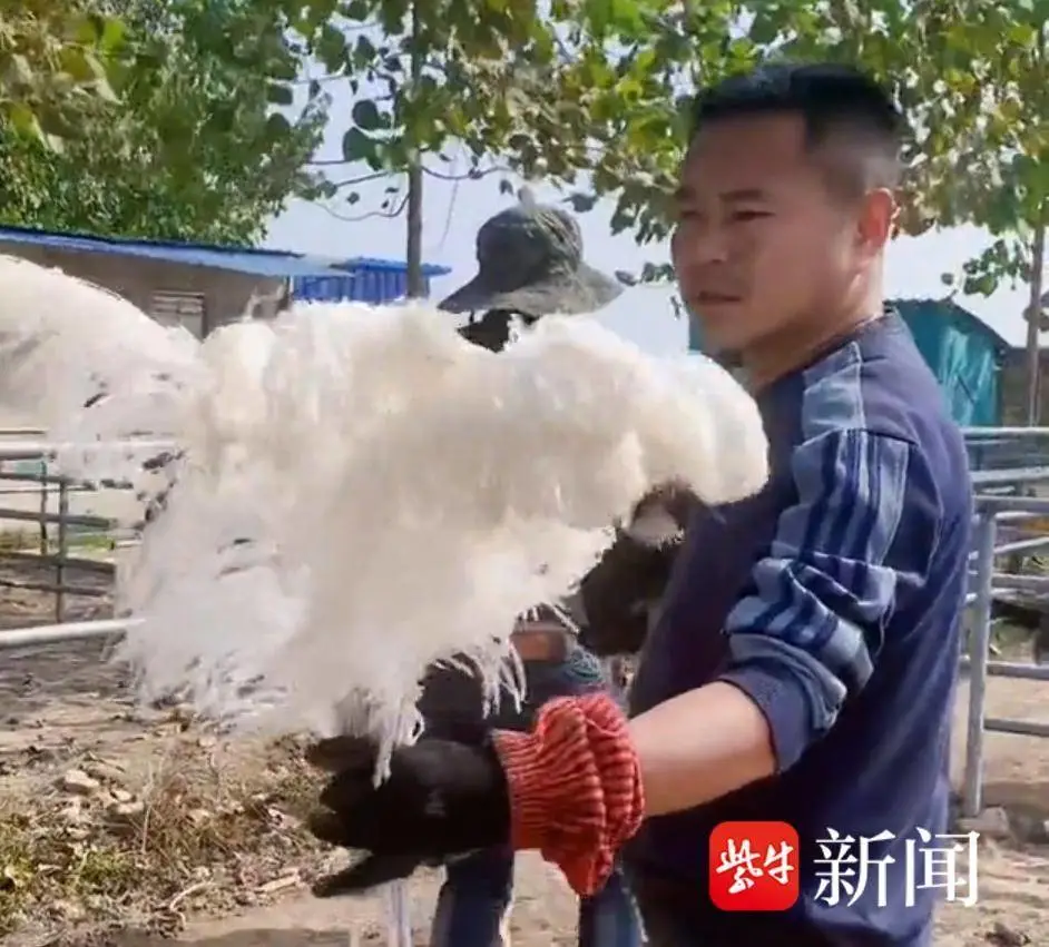 致富鳝鱼养殖视频_养殖鳝鱼的视频_视频致富养殖鳝鱼是真的吗