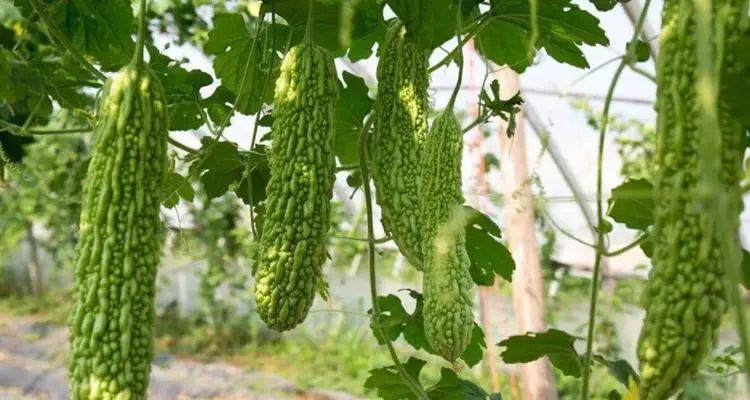 农民致富种植项目_农村村庄种植致富项目_致富村庄种植农村项目有哪些