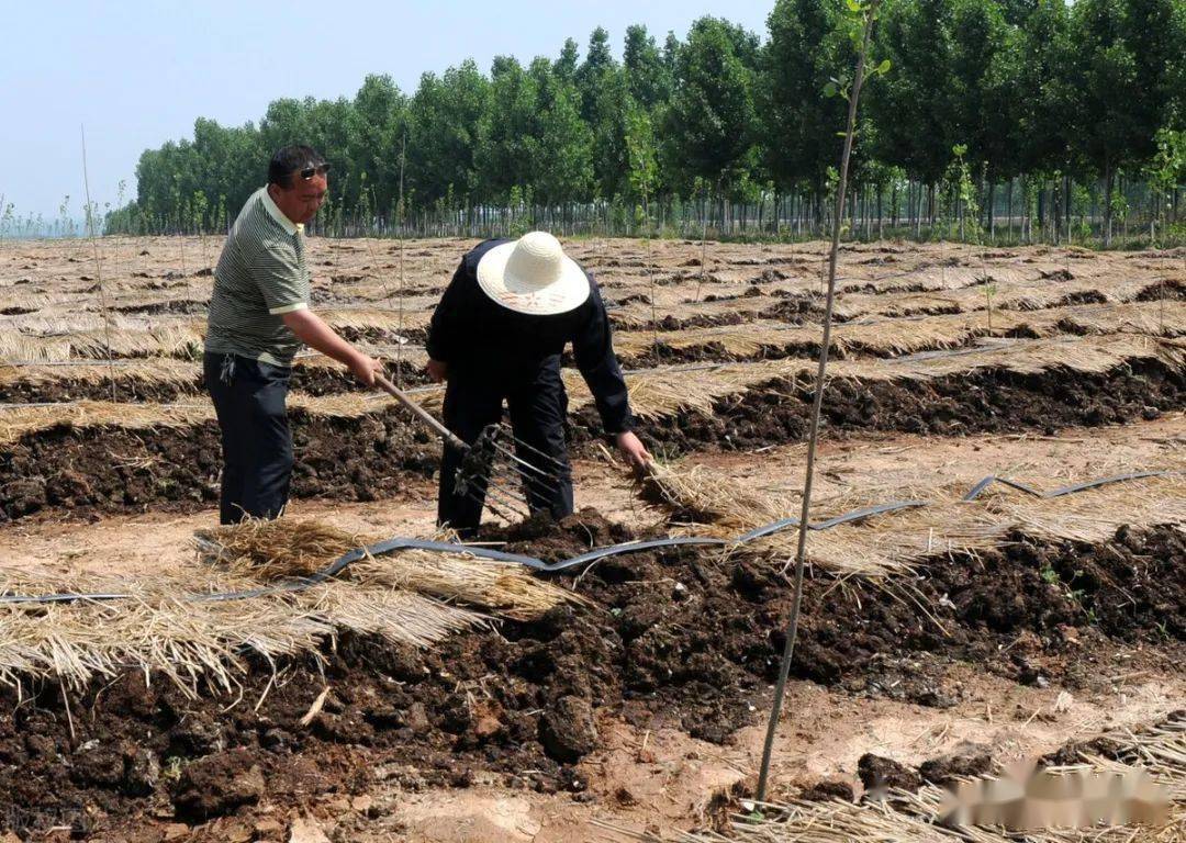 种植结合如何致富_种植致富经_种植致富业