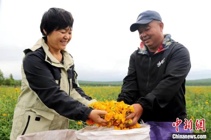 呼伦贝尔：林海开出“致富花”