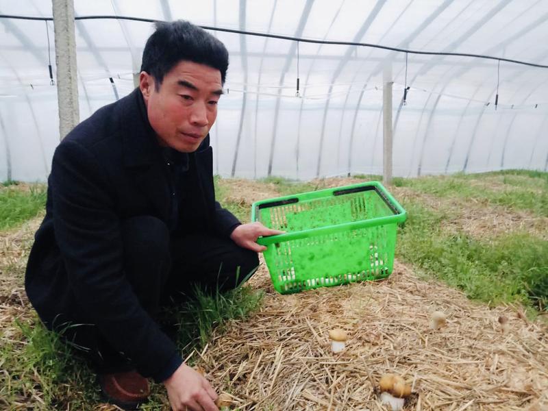 致富经种植食用菌视频_致富经食用菌种植视频_种植食用菌前景怎么样