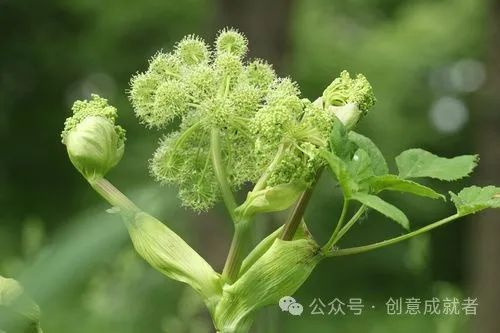 农村致富项目种植业_农村村庄种植致富项目_致富村庄种植农村项目名称