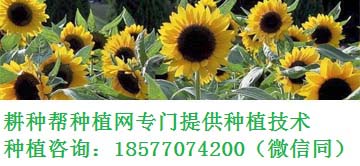 棉花生长需要什么肥料,棉花施肥技术有哪些？