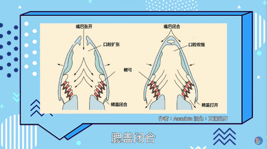 养殖福寿鱼技术视频教程_福寿鱼的养殖_福寿鱼养殖技术