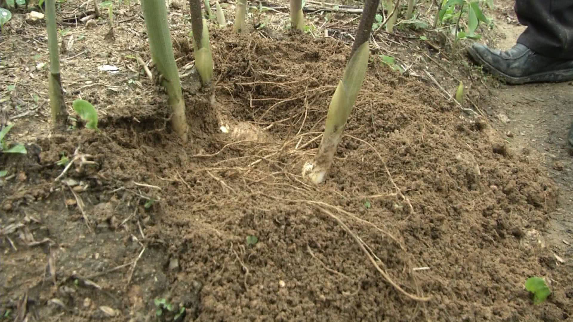 乡亲种植致富花_农村种花致富能人_适合乡村致富得种植业