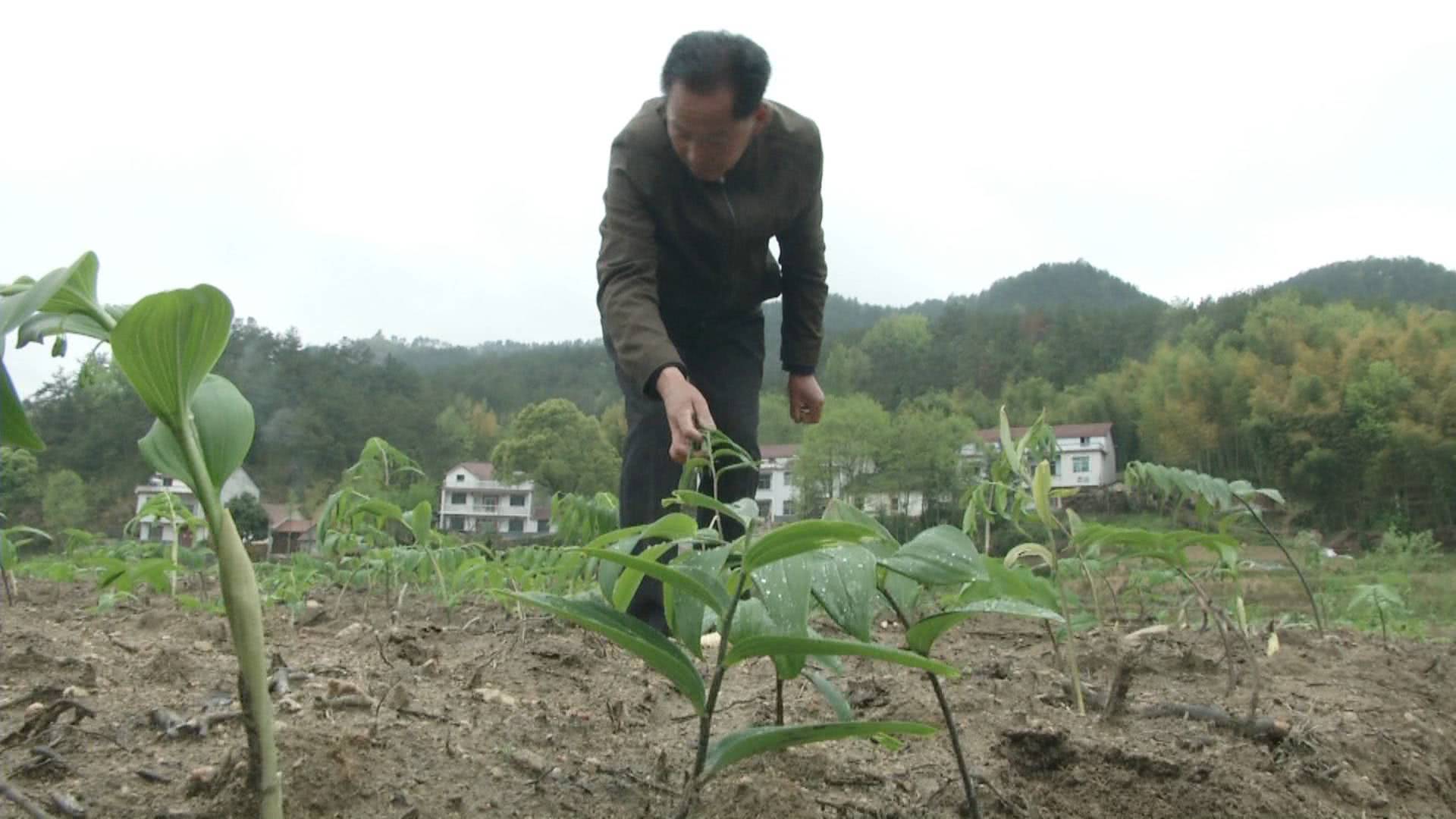 农村种花致富能人_乡亲种植致富花_适合乡村致富得种植业