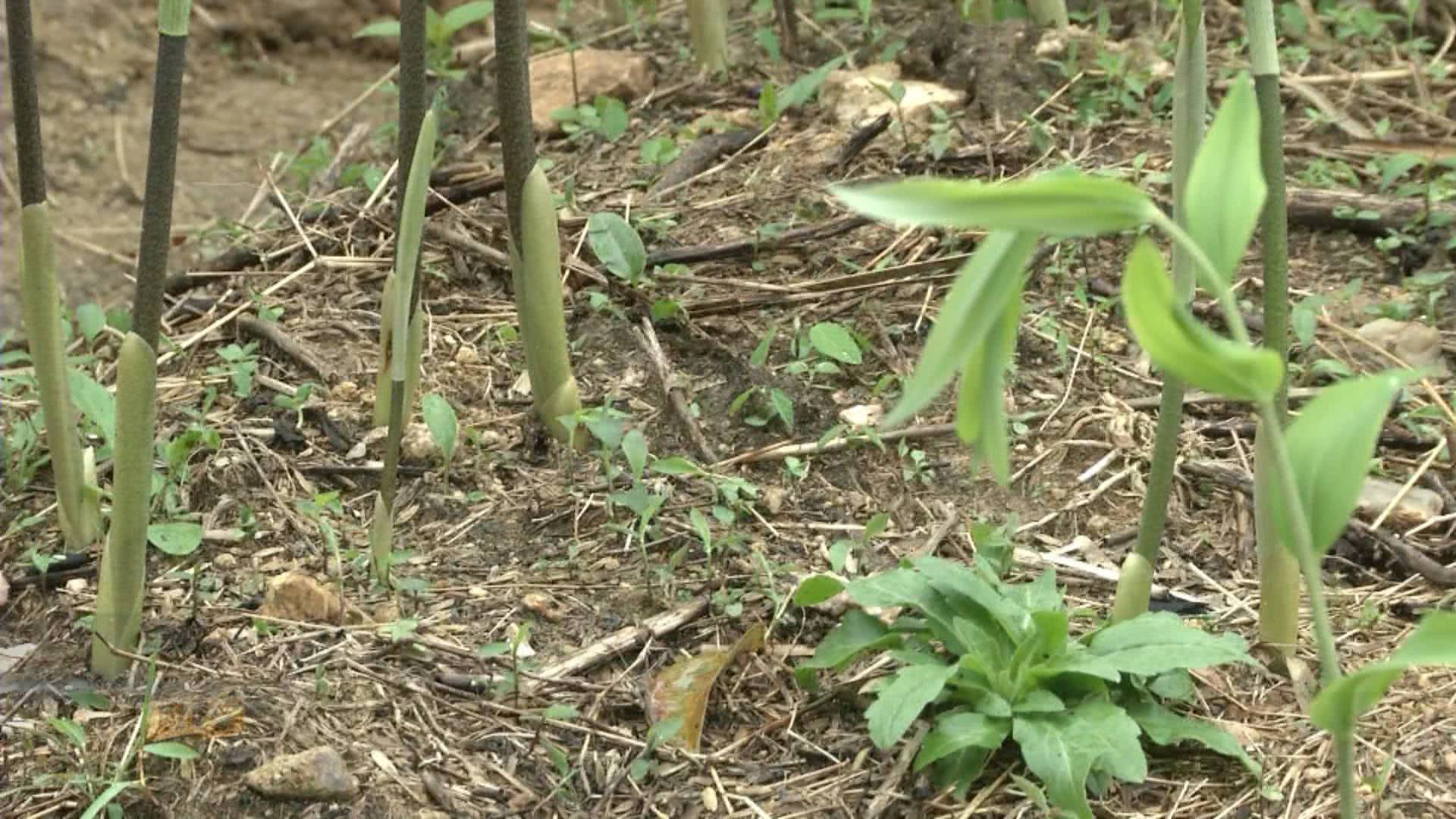 乡亲种植致富花_适合乡村致富得种植业_农村种花致富能人