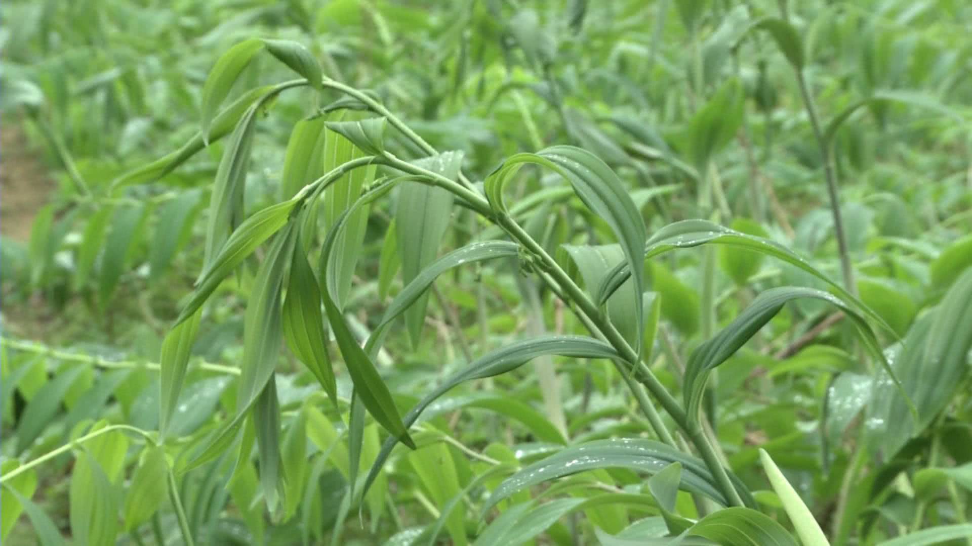 适合乡村致富得种植业_乡亲种植致富花_农村种花致富能人