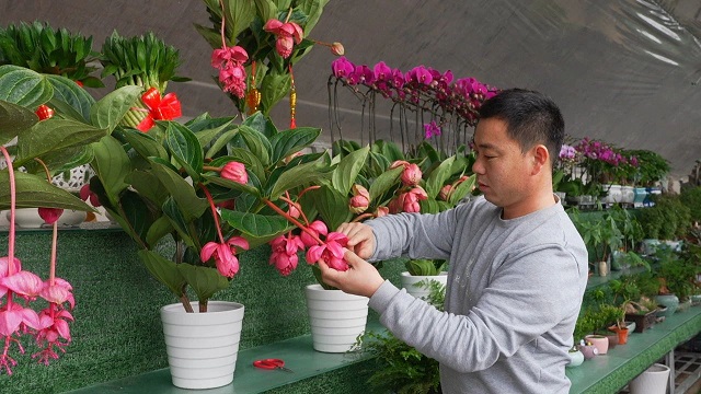 养花致富_致富经 花卉_养花致富前景怎样