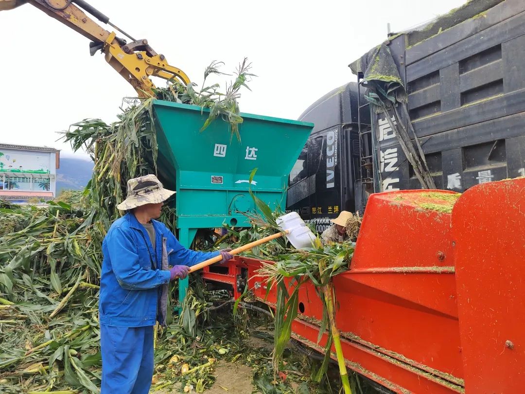 致富玉米种植技术视频_致富经种玉米_种植玉米致富