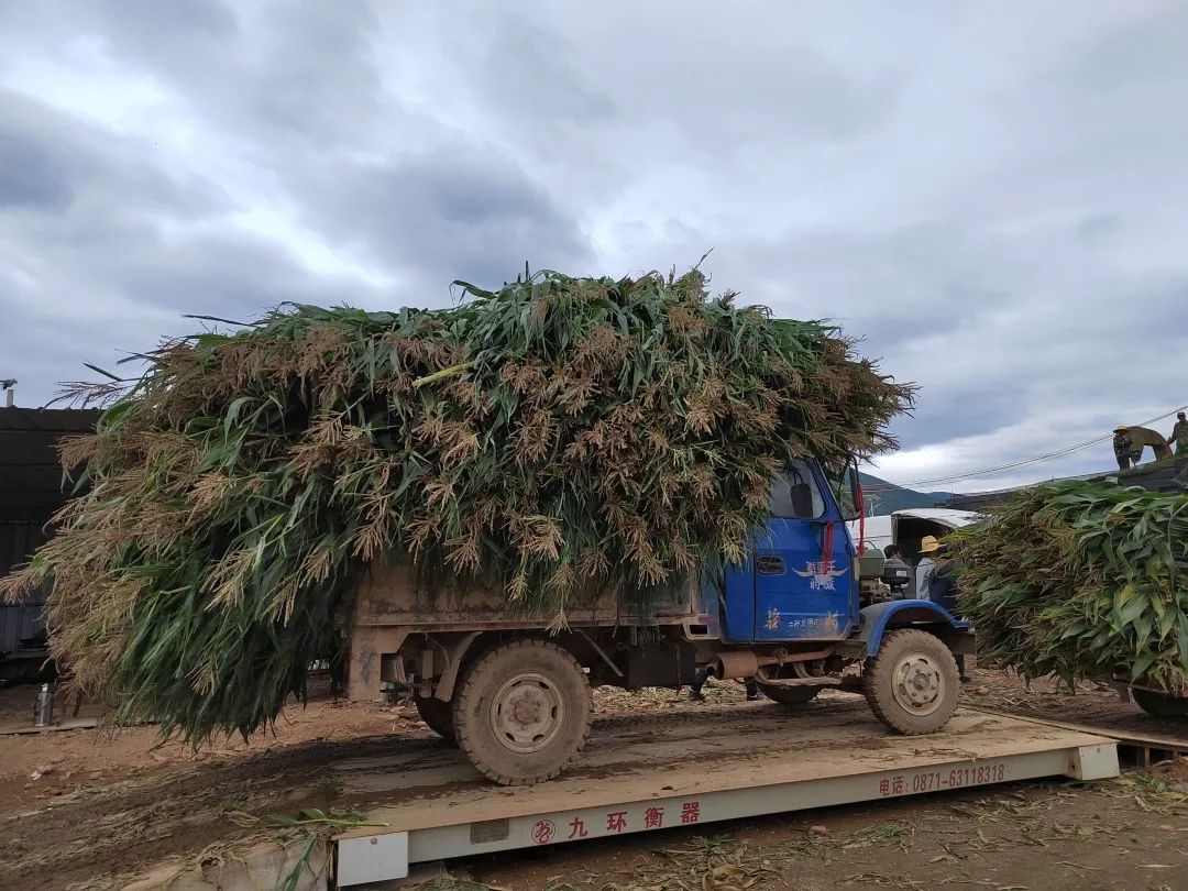 种植玉米致富_致富玉米种植技术视频_致富经种玉米