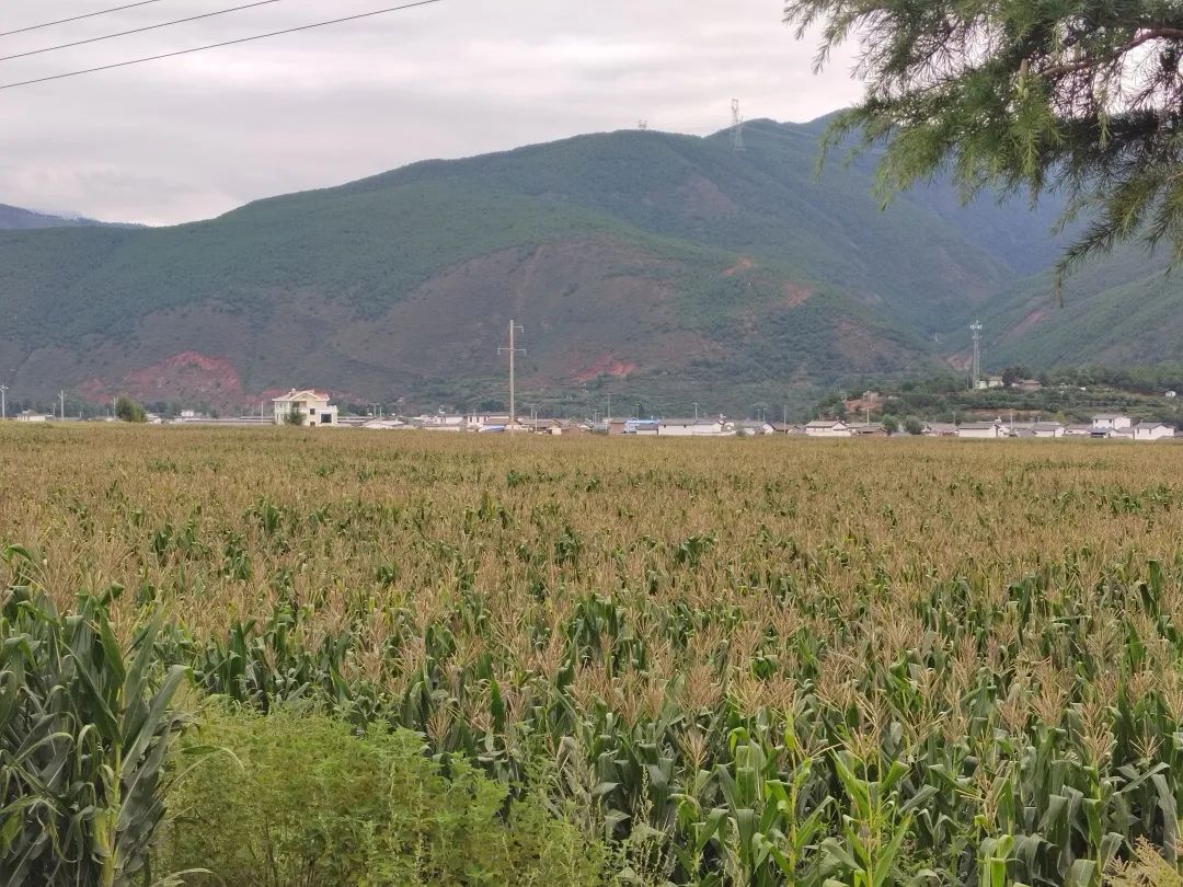 致富经种玉米_致富玉米种植技术视频_种植玉米致富