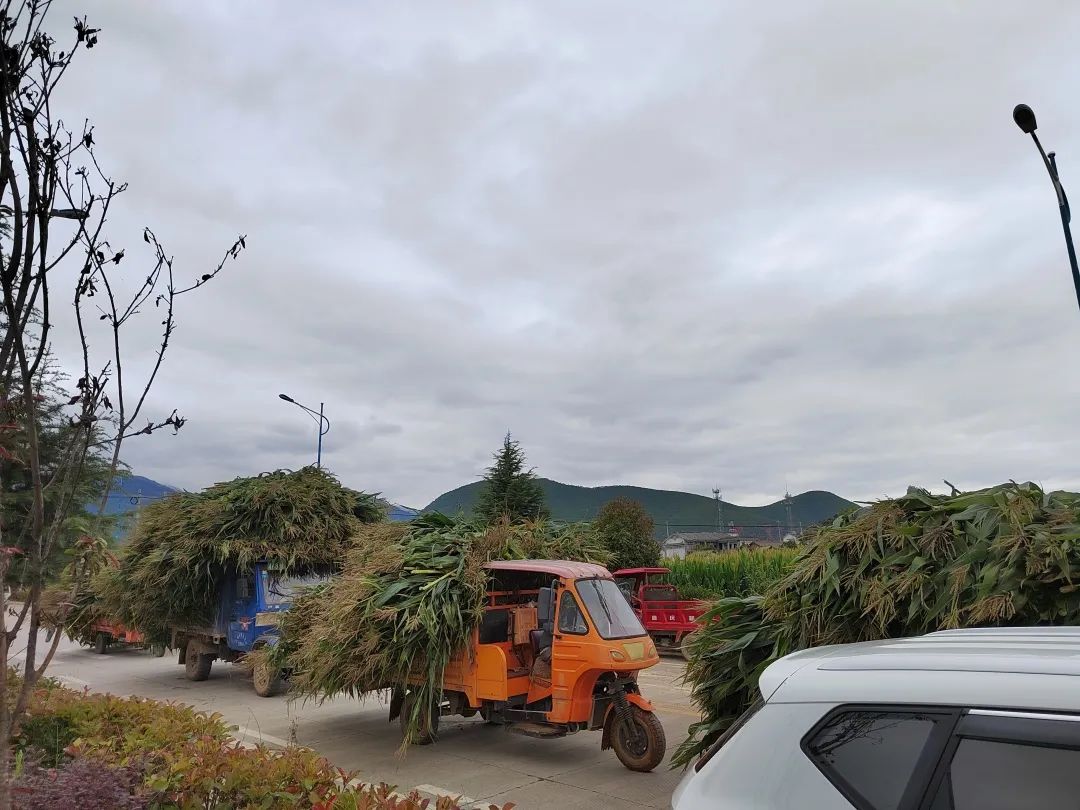 种植玉米致富_致富经种玉米_致富玉米种植技术视频