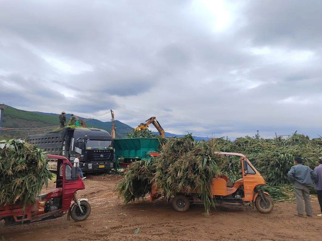 致富玉米种植技术视频_致富经种玉米_种植玉米致富