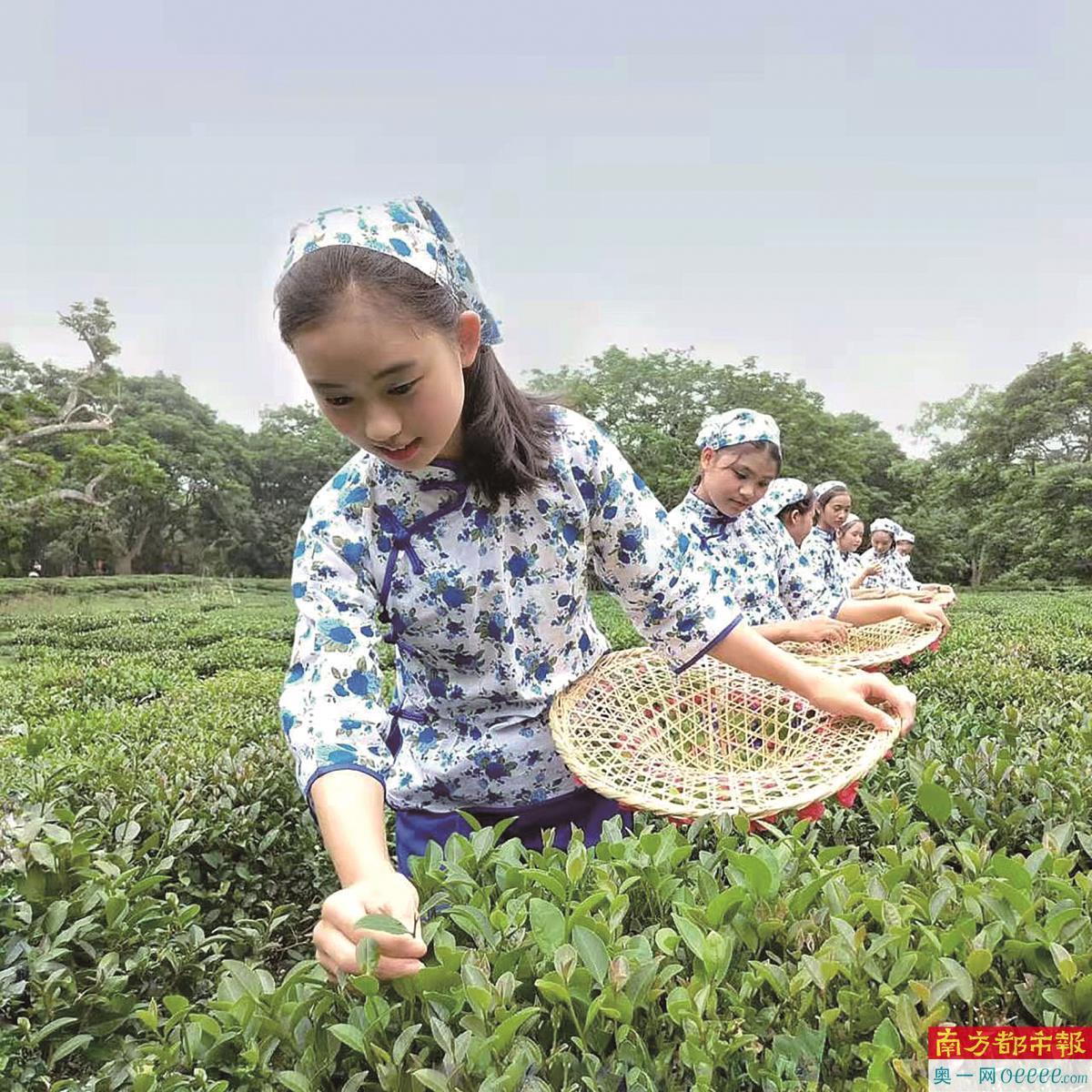 枝江苗木基地_枝江种子公司_枝江种植致富