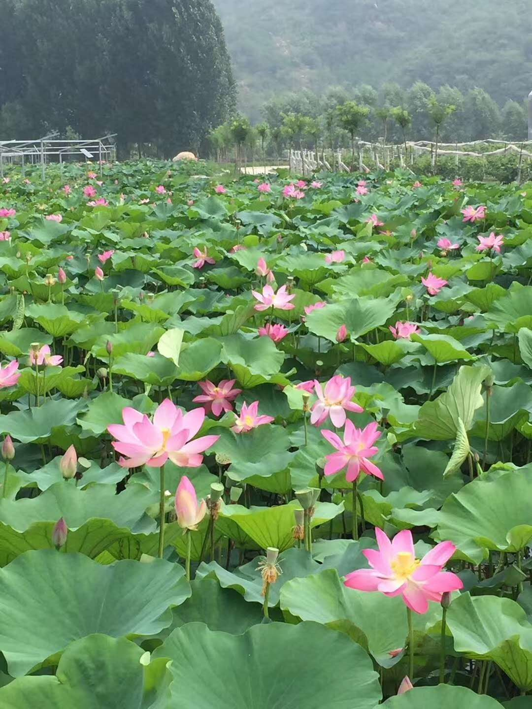 河北农业种植什么_河北农村种植什么赚钱不愁销路_河北农业种植致富