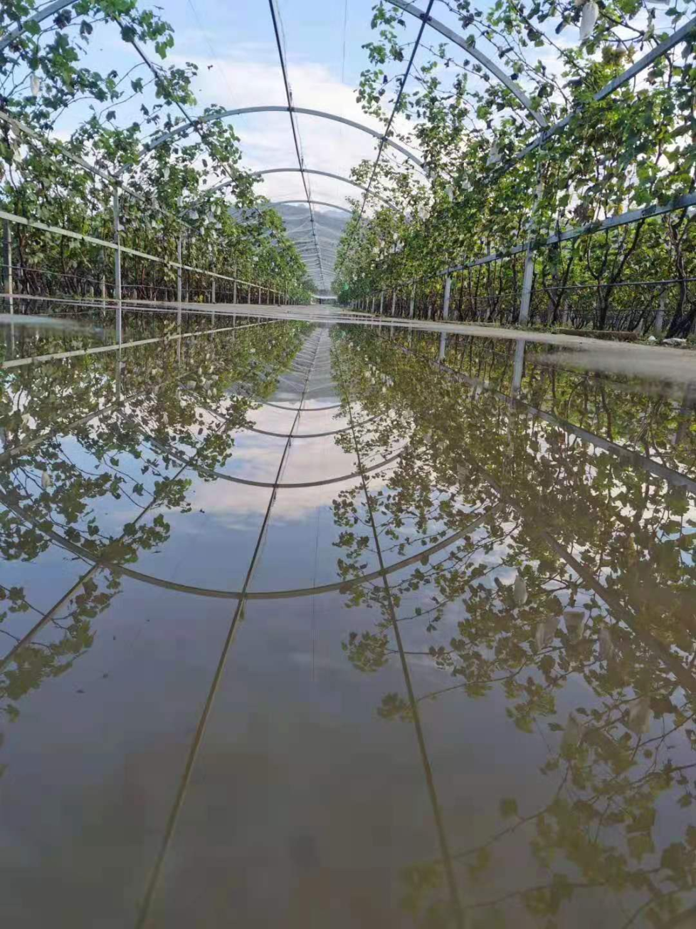 河北农村种植什么赚钱不愁销路_河北农业种植什么_河北农业种植致富