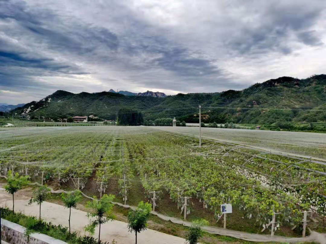 河北农村种植什么赚钱不愁销路_河北农业种植什么_河北农业种植致富